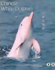 《中華白海豚》封面