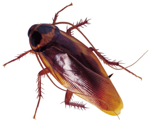 http://www.hkedcity.net/uploaded_files/eworks/0608/65844_cockroach.jpg