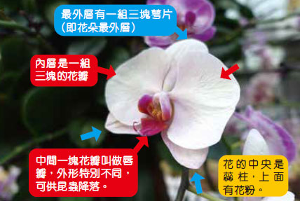 小校報 美麗又技倆多多的蘭花