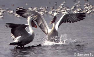 1999年，不少卷羽鵜鶘來港過冬。