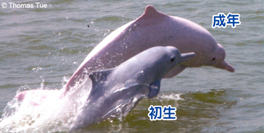 群居的中華白海豚常常一起活動。