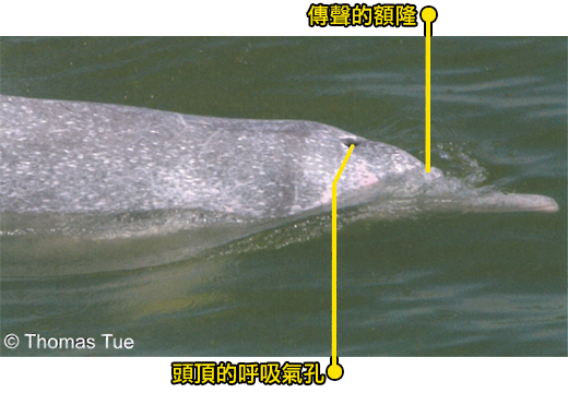 海豚頭上有呼吸氣孔和發出超聲波的額隆。