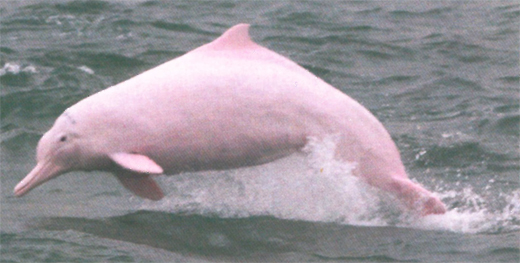 粉紅色的白海豚