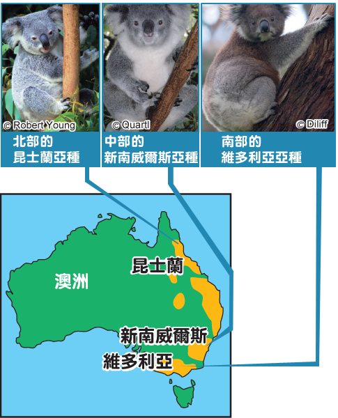 樹熊家族分佈於澳洲東岸不同地方