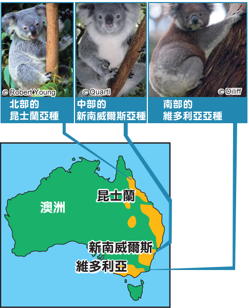 小校報 懶懶閒 的口袋族