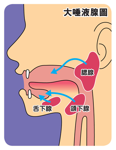 大唾液腺位於腮、頜下和舌下。