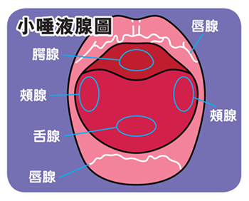 小唾液腺遍布唇、頰、舌頭和口腔內。