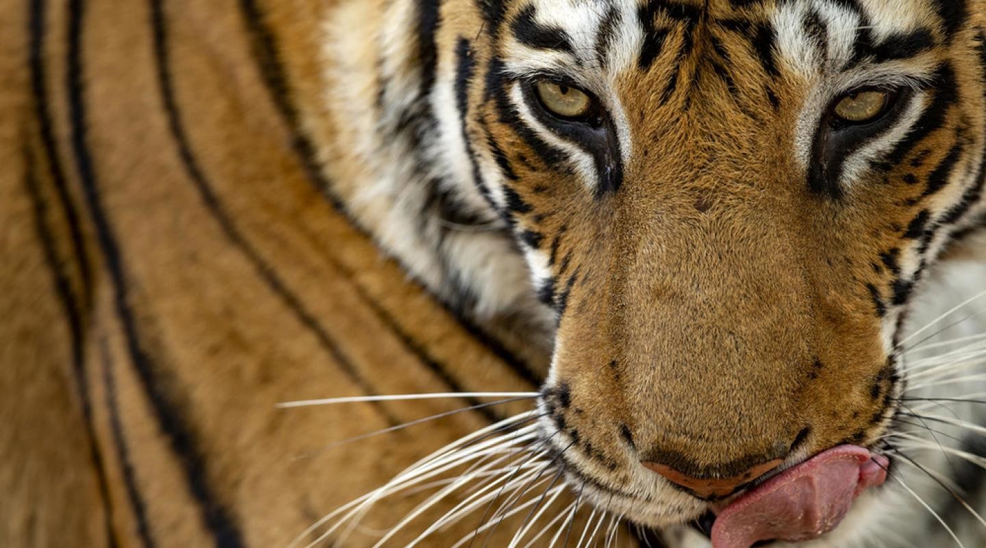 小校報 虎年特約 老虎冷知識