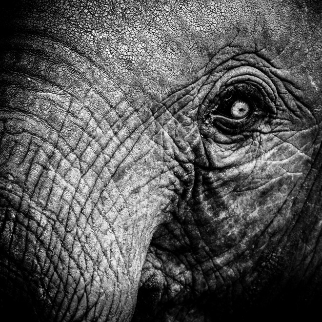 你願意為全球大象締造生生不息的未來嗎？ ©Lauren Baheux