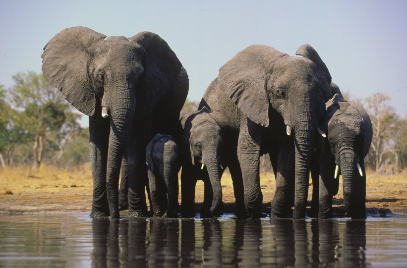 大象正面臨巨大的生存威脅。 © WWF/ Martin Harvey