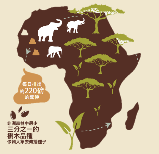 非洲森林中最少三分之一的樹木品種依靠大象去傳播種子 © WWF-Hong Kong
