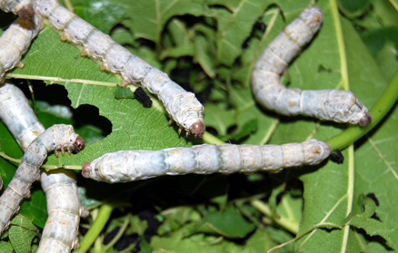 Fourth Instar Silkworm Larvae