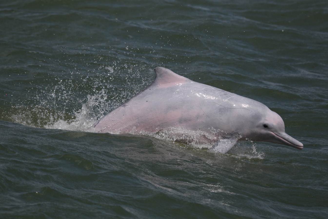 為甚麼中華白海豚的膚色常常都是粉紅色的？