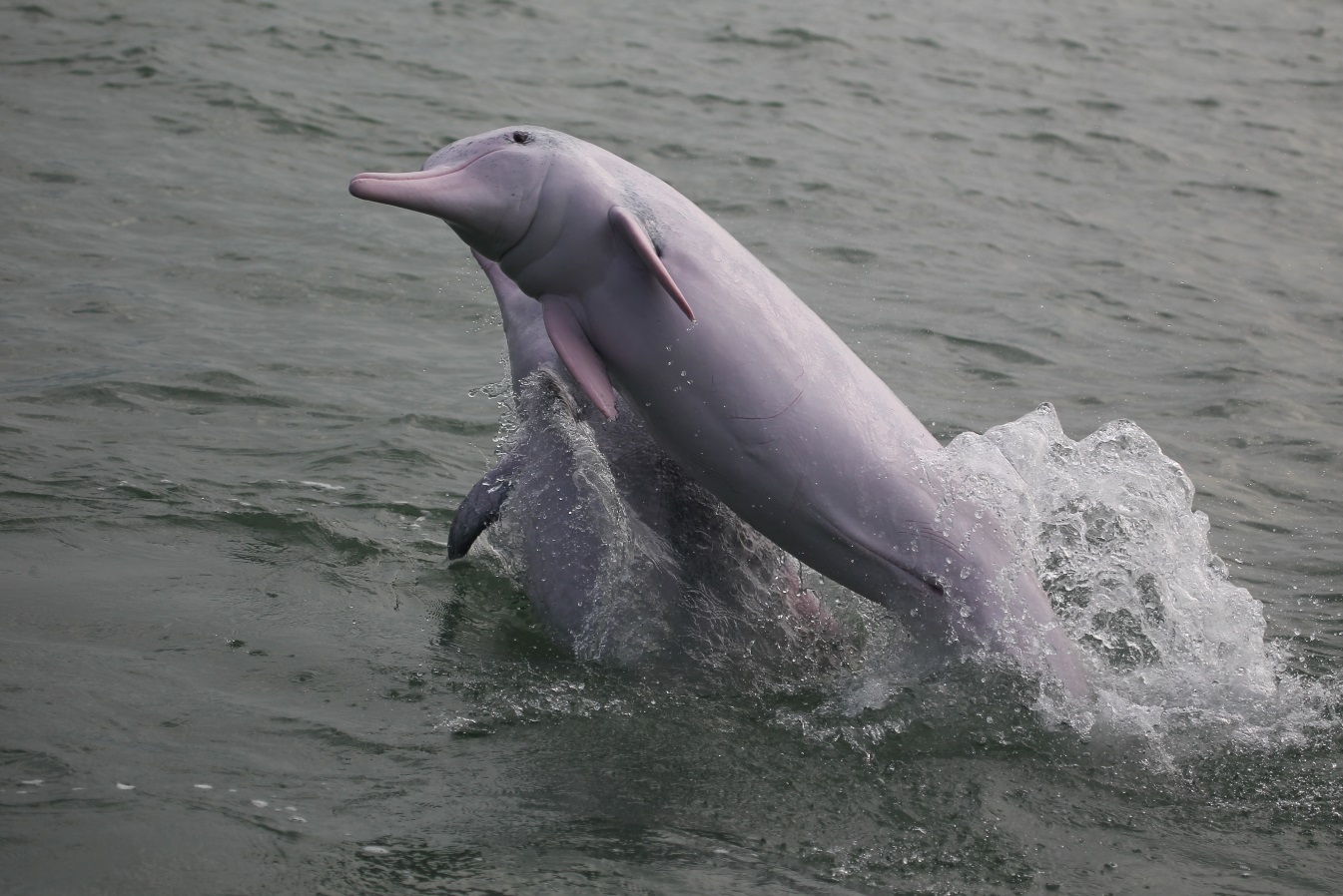 活潑好動的中華白海豚因為運動量大，而使膚色白裡透紅！