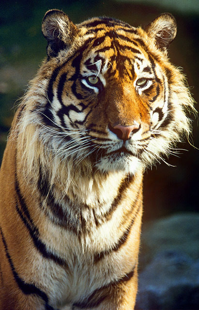 老虎額頭的紋看起來像個「王」字呢。
