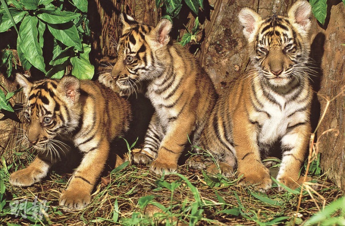 老虎只有幼年期和繁殖期才會住在一起。