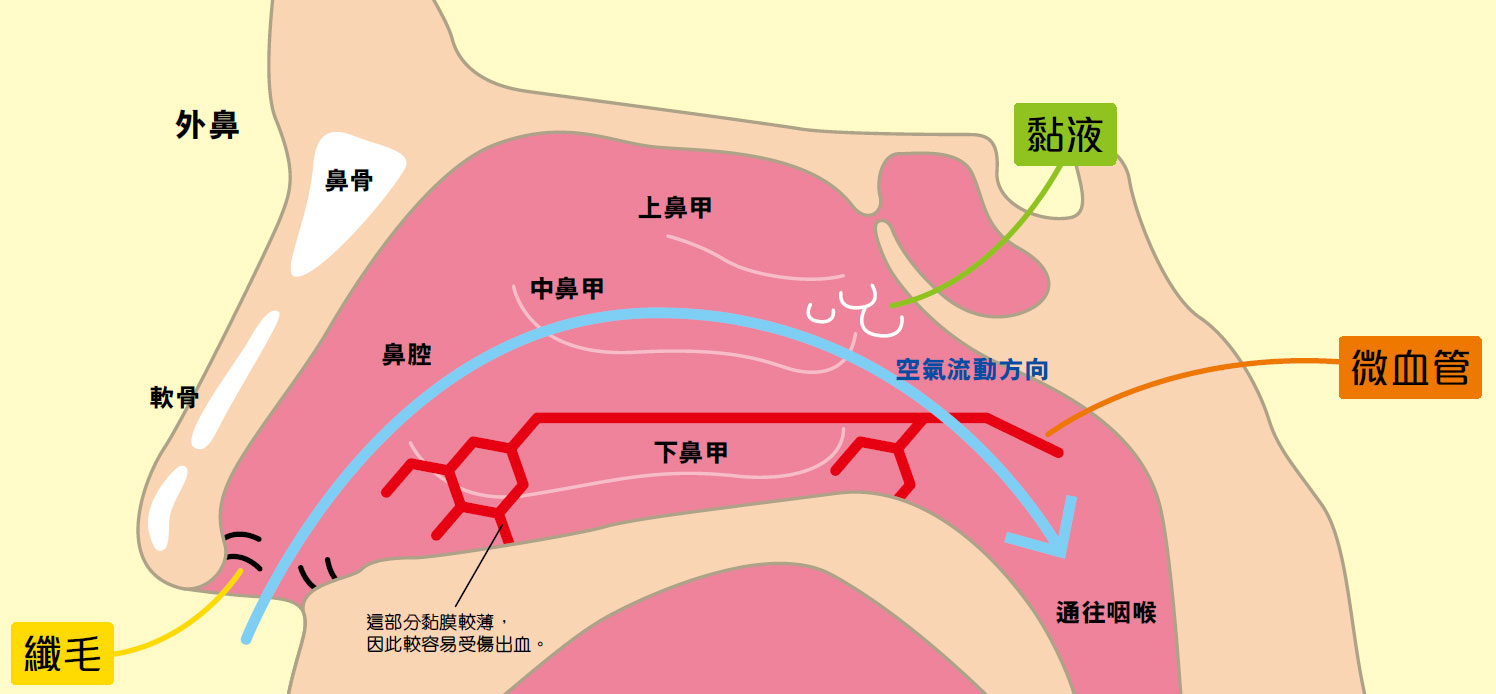 鼻的構造