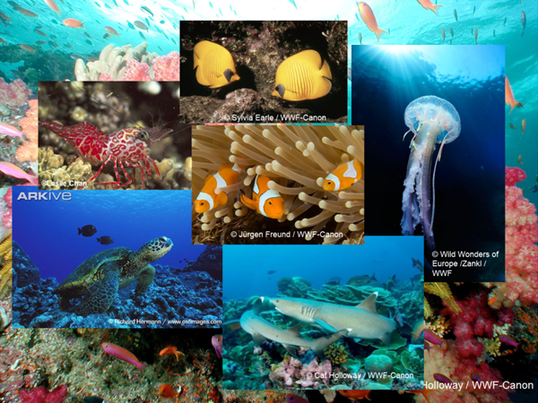 珊瑚與其他海洋生物的共處。