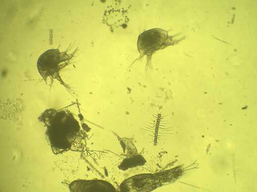 在顯微鏡下放大了40倍的浮游生物
