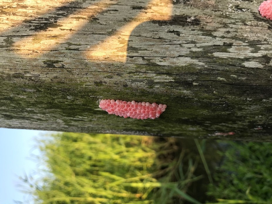 福壽螺的卵是粉紅色的。