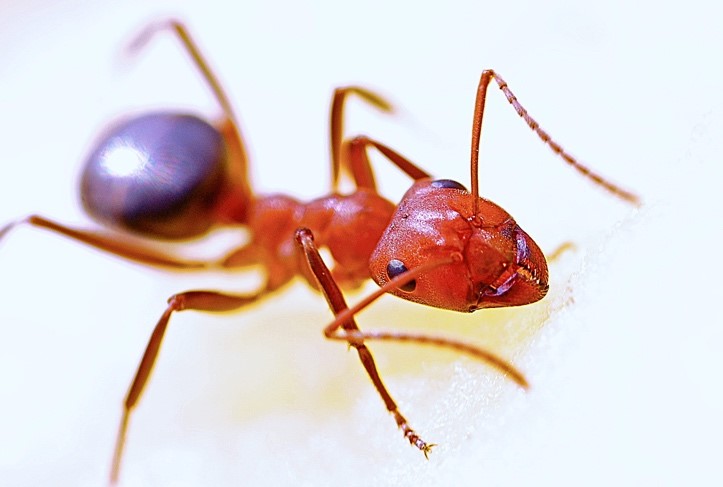 入侵紅火蟻