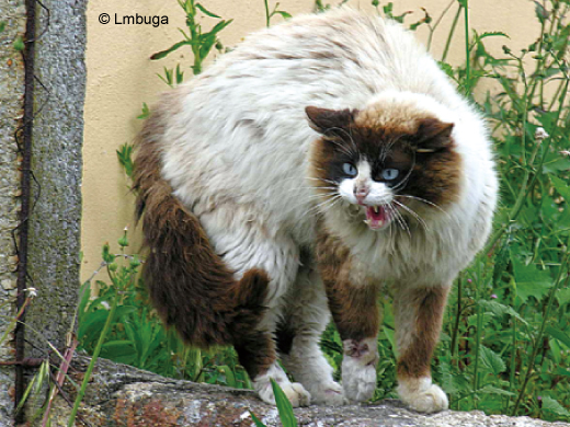 受刺激的貓也會豎起毛髮，威嚇敵人。