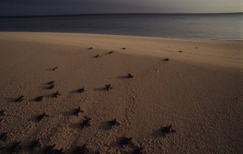 初孵化出的綠海龜走向大海。（攝於菲律賓）