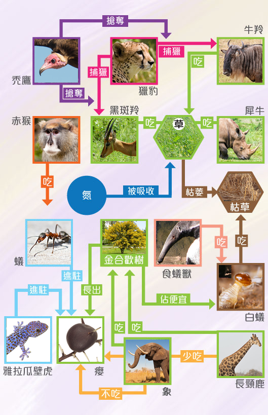 草原上的自然生態關係，單看圖可能太複雜，不如仔細看看草原上每一種生物的特性和關係。