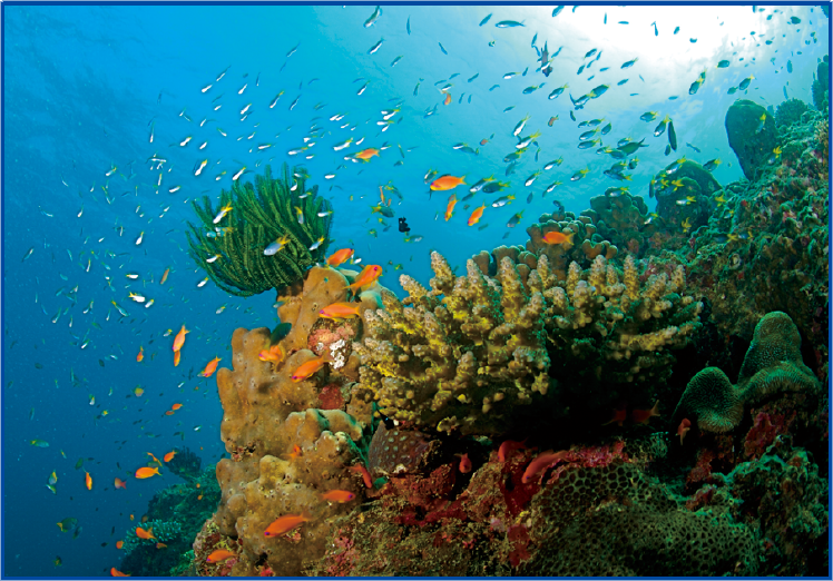 小校報 珊瑚園奇遇記