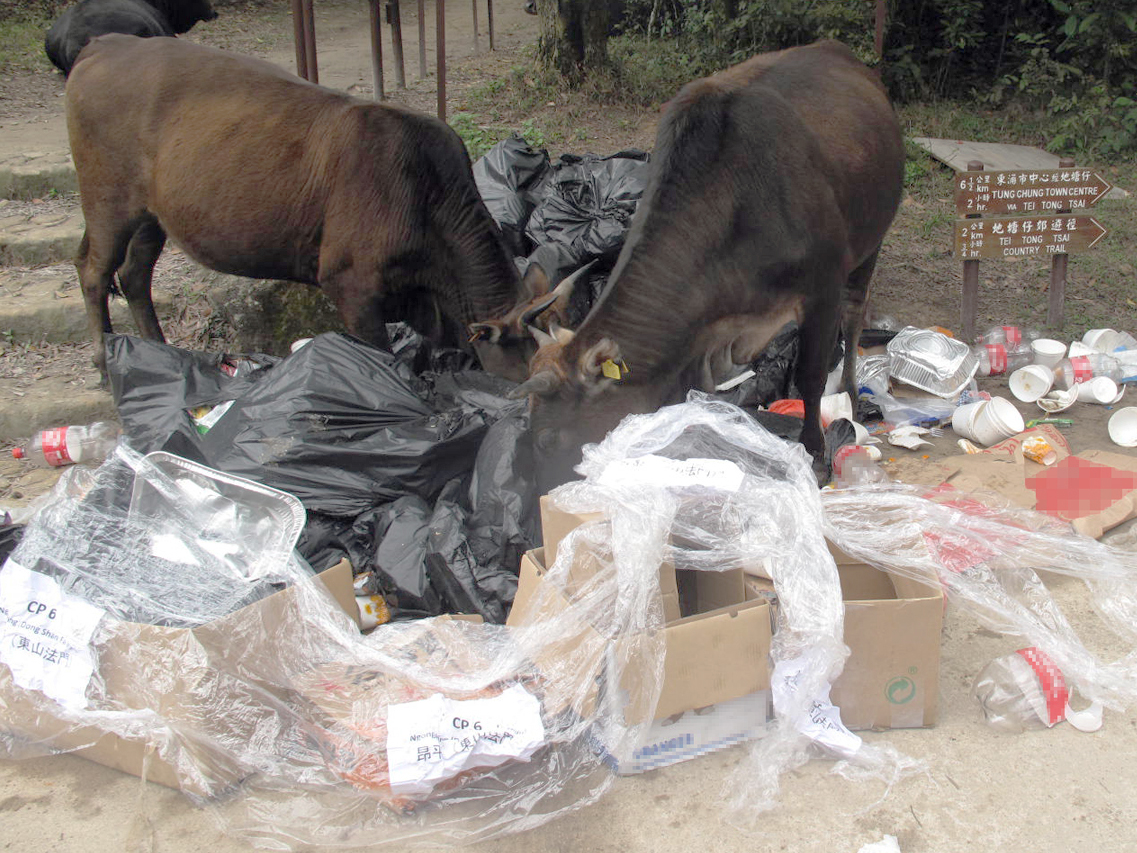 野生牛隻在垃圾堆中找食物