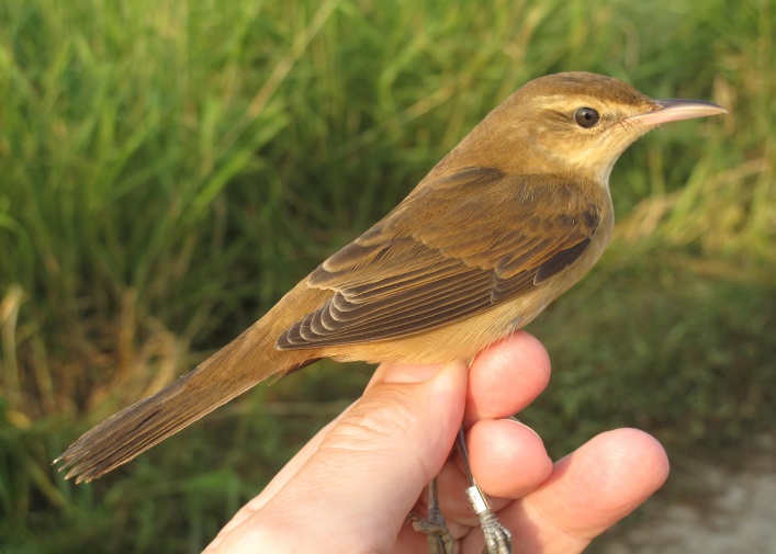 小校報 鳥類環誌與候鳥驛站
