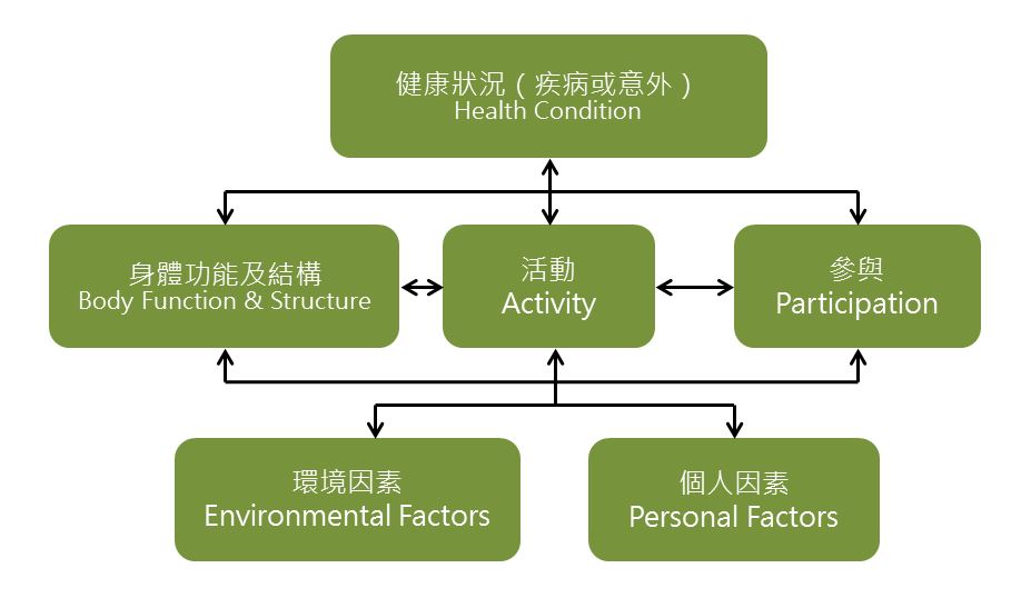 人體機能的三個不同層面