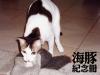 海豚紀念冊