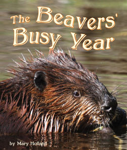 The Beavers' Busy Year