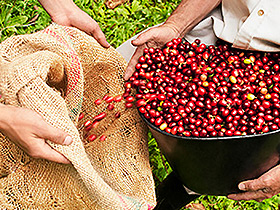 Fair Trade Helps the Poor
